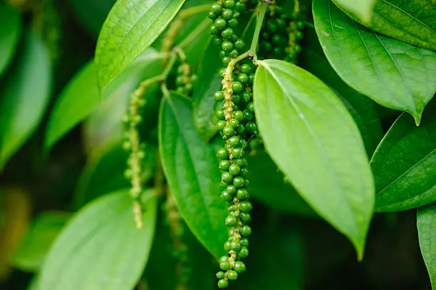 Aromates-Spices-Black-Pepper